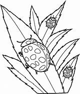 Ladybug Coloring Pages Printable Kids Print sketch template