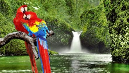 birds parrots waterfalls branch wallpaper