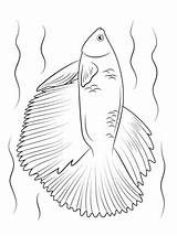 Betta Fish Halfmoon Coloring Pages Categories sketch template
