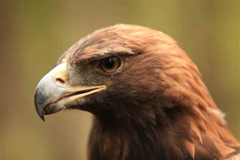 bird flower  fish golden eagle