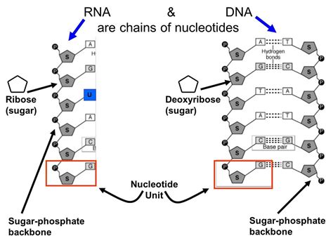 nucleotides castell alun high school biology