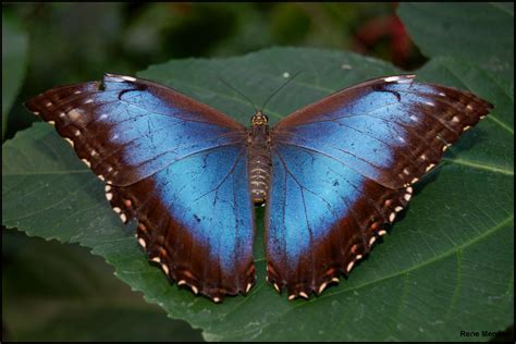 fileblue morpho butterfly morpho peleides wings openjpg