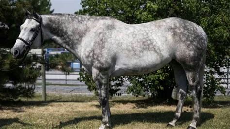 dapple grey quarter horse quarter horse stallion horses quarter horse