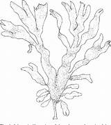Algae Red Drawing Getdrawings Seaweed sketch template
