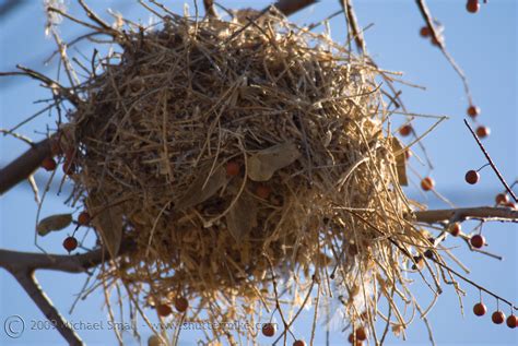 large bird nests