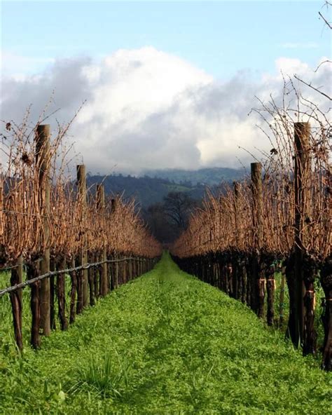 viñedos napa valley california estados unidos los mejores vinos del