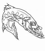 Barracuda Fish Coloring Pages Glassess Wearing sketch template