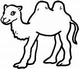 Camel Coloring Pages Camels sketch template