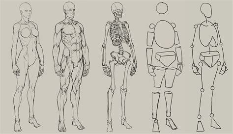 human anatomy drawing  getdrawings