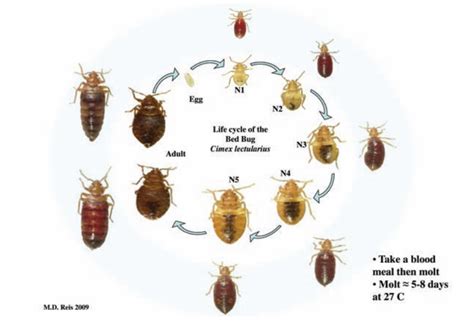 Bed Bug Life Cycle Contains Real Bed Bugs From Egg Through