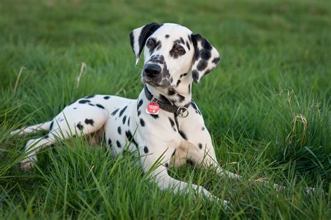 dalmatian information dog breeds  thepetowners