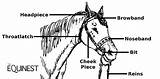 Bridle Horse Terminology Horses Diagram Dressage Bridles Theequinest Basic Reins Pieces Terms Name sketch template