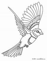 Bird Coloring Pages Flying sketch template