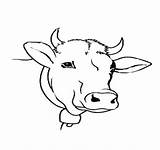 Cow Template Head Coloring Outline Drawing Animal Printable Pages Print Templates Shape Getcolorings Color Getdrawings sketch template