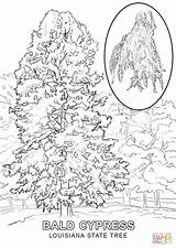 Coloring Tree Louisiana State Pages Cypress Symbols Flowers Printable Drawing Template Florida Popular Study Trees Coloringhome Brown School Life Categories sketch template