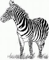Zebra Coloring Pages Colouring Printable Kids Animal Face Animals Print Sheets Pattern Bestcoloringpagesforkids Zebras Color Zoo Wildlife Grass Cute Books sketch template