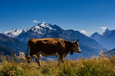 brown cattle  mountain landscape background hd wallpaper