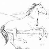 Cavallo Cavalli Akhal Teke Stampare Fjord Paarden Kleurplaat Jouwweb Celeste sketch template