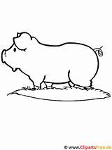 Bauernhof Malvorlage Schwein Kostenlos Zugriffe Malvorlagenkostenlos sketch template