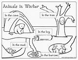 Hibernation Animals Hibernating Winter Printable Worksheets Coloring Preschool Hibernate Activities Pages Kindergarten Animal Printables Book Coloriage Lesson Animaux Theme Worksheet sketch template