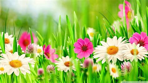 grass and flowers wallpapers top free grass and flowers backgrounds