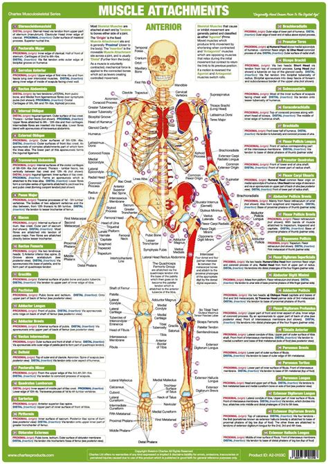 muscle attachments poster anterior