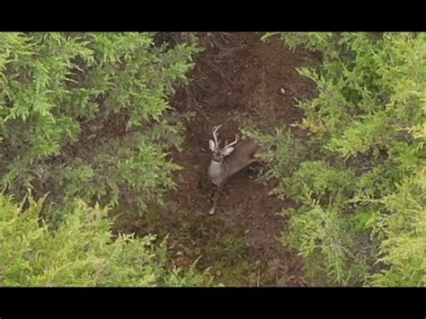 thermal drone deer recovery  youtube