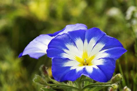 plants  true blue flowers  english garden