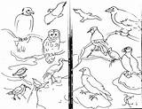 Coloring Buckingham Palace Seashore Pages Geese Migration Getdrawings Getcolorings Minute Last Print sketch template