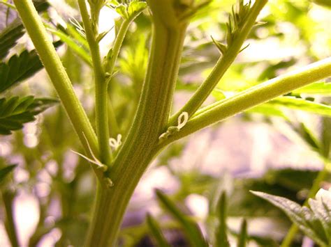 3 Ways To Discover The Sex Of Cannabis Plants Seedsman Blog