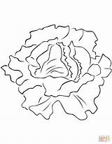 Lettuce Coloring Pages Printable Leaf Drawing Getdrawings Categories sketch template