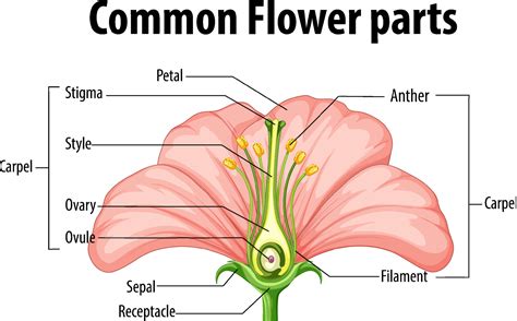 diagram showing common flower parts  vector art  vecteezy