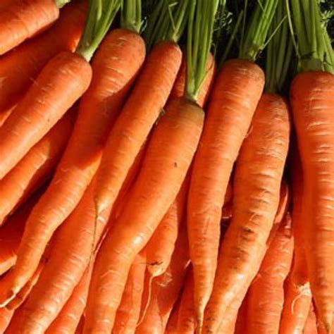 idiots guide   grow carrots indoors outdoors growing