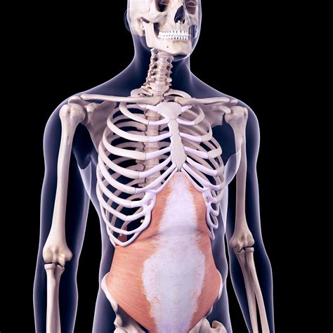 abdominal muscles anatomy chart