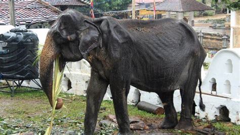 Muere Tikiri La Elefanta Desnutrida Y Obligada A Desfilar En Sri Lanka