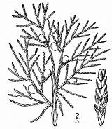 Cedar Drawing Tree Collaboration 4b Clipartmag Virginiana Juniperus sketch template