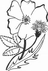 Cherokee Rose Getdrawings Drawing Adam Thistle sketch template