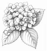 Hydrangea Tattoo Coloring Sketch Drawing Flower Drawn Blue Tattoos рисунки Para гортензии Sketches Pages Getdrawings Printable Designs Getcolorings Con Hand sketch template