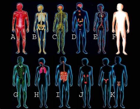 The 11 Organ Systems Of The Human Body Work Together To Maintain Life