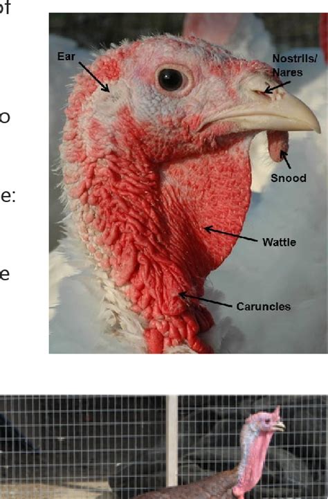 wild turkey anatomy