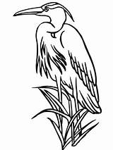 Heron Reiher Schilf Ausmalbilder Airone Colorare Reed Canne Graureiher Bangau Supercoloring Burung Disegni Pyrography Zeichnen Categorie sketch template