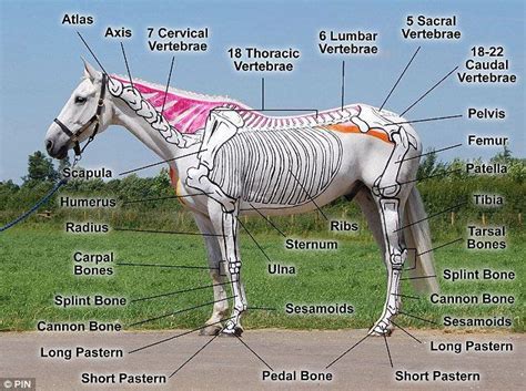 horse parts diagram tennessee walking horse equine veterinary veterinary medicine veterinary