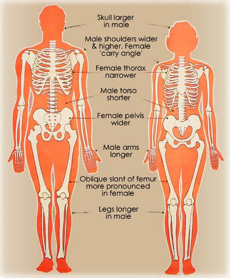 differences between male and female skeletons heads and muscles