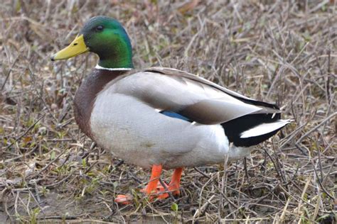 mallard duck nature  niakwa