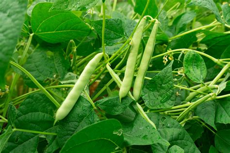 green bean plant stages insights   plant expert