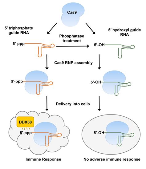 Modification Of Crispr Guide Rna Structure Prevents Immune Response In