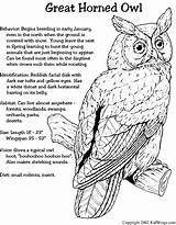 Coloring Owl Barred 13kb Drawings sketch template