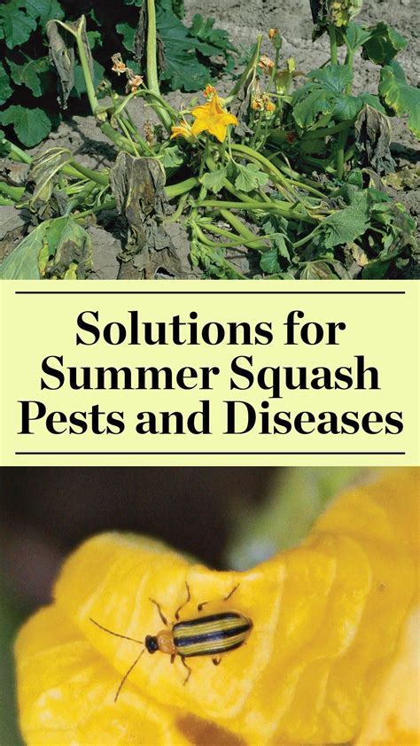 summer squash   easy  grow     insect
