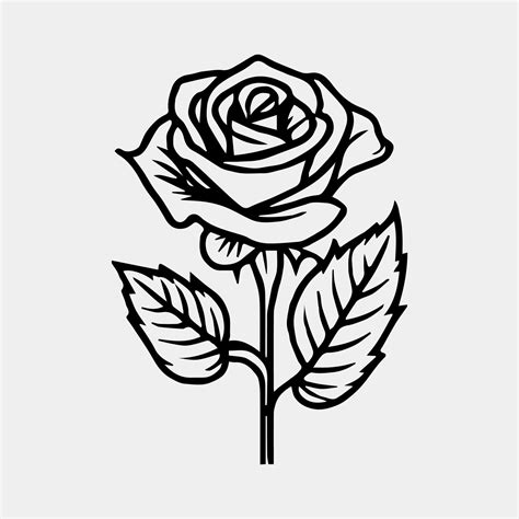 black  white drawing   rose  vector art  vecteezy