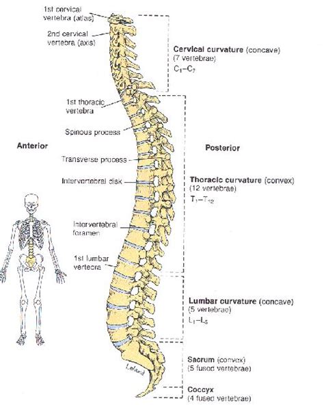 vertebral column order  vertebral column